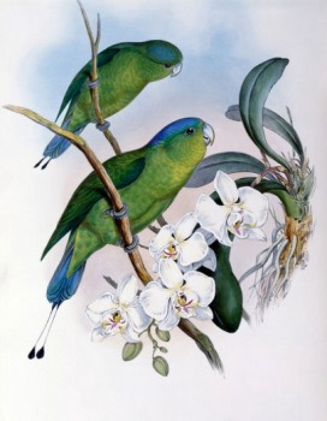 Philippine Racket-tailed Parrot John Gould (1804-1881 British) Canvas Art - John Gould (24 x 36)
