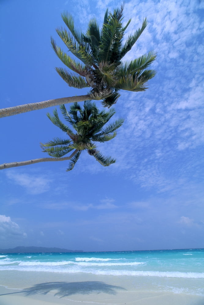 Philippines Boracay Island White Sand Beach Clear Waters Two Palm Trees Canvas Art - Robert Sablan Design Pics (12 x 19)