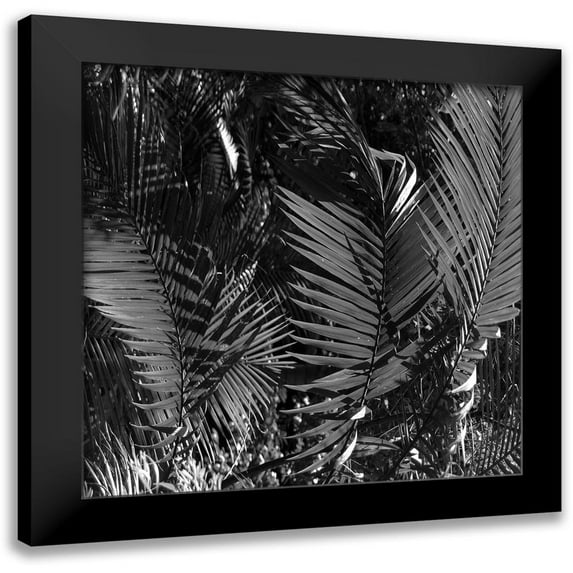 Phillip, Jamie 12x12 Black Modern Framed Museum Art Print Titled - Black Palm