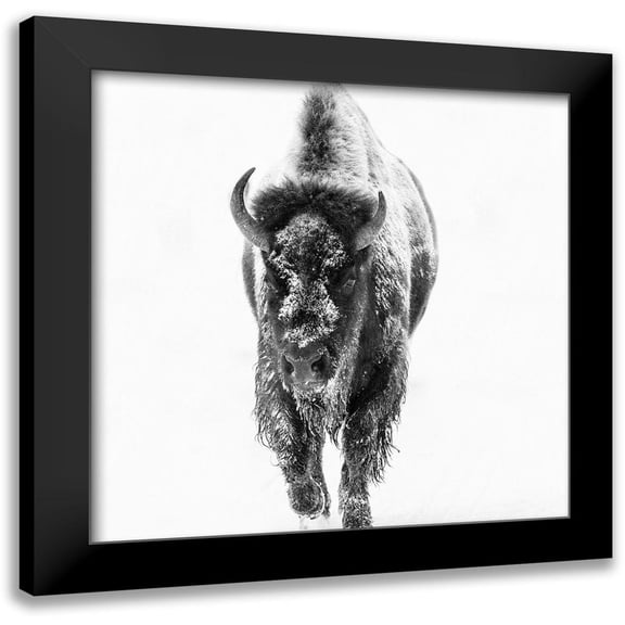 Phillip, Jamie 12x12 Black Modern Framed Museum Art Print Titled - Blizzard Buff