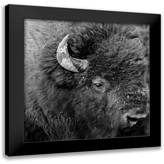 Phillip, Jamie 12x12 Black Modern Framed Museum Art Print Titled - Buffalo Baby