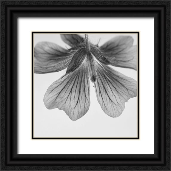Phillip, Jamie 12x12 Black Ornate Wood Framed with Double Matting Museum Art Print Titled - Transparent