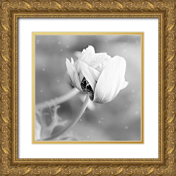 Phillip, Jamie 12x12 Gold Ornate Wood Framed with Double Matting Museum Art Print Titled - Blank Rose
