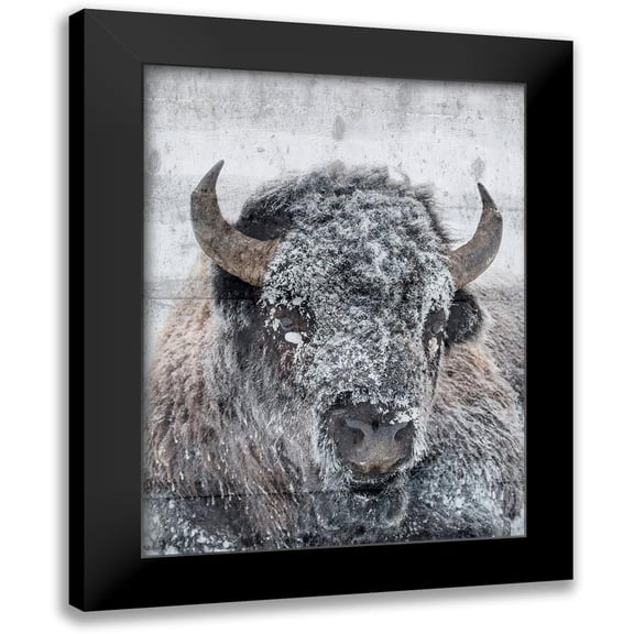 Phillip, Jamie 12x14 Black Modern Framed Museum Art Print Titled - Snow Bison