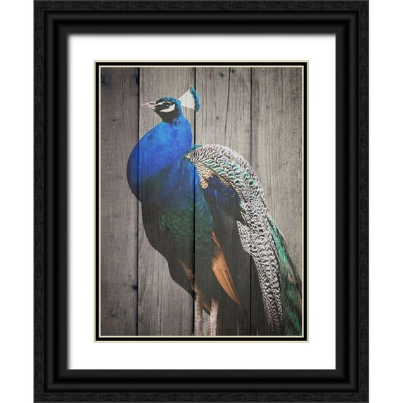 Phillip, Jamie 12x14 Black Ornate Wood Framed with Double Matting Museum Art Print Titled - Pecock