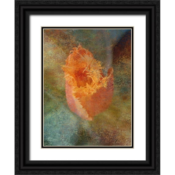 Phillip, Jamie 12x14 Black Ornate Wood Framed with Double Matting Museum Art Print Titled - Rainbow Tulip 1