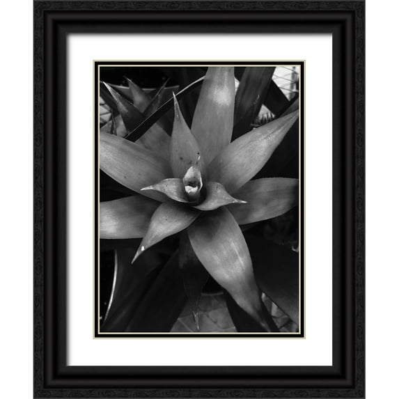 Phillip, Jamie 12x14 Black Ornate Wood Framed with Double Matting Museum Art Print Titled - Tropical 7