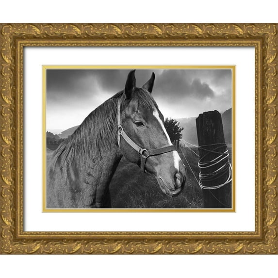Phillip, Jamie 14x12 Gold Ornate Wood Framed with Double Matting Museum Art Print Titled - Field Horse