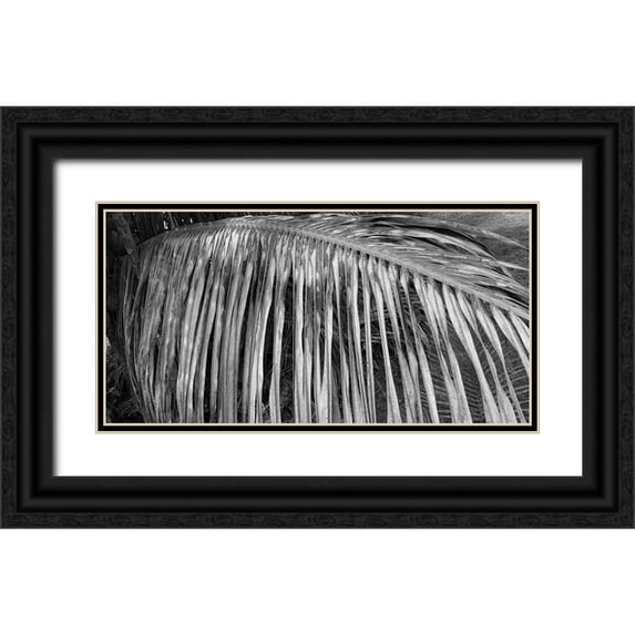 Phillip, Jamie 14x9 Black Ornate Wood Framed with Double Matting Museum Art Print Titled - Palm Branch 2