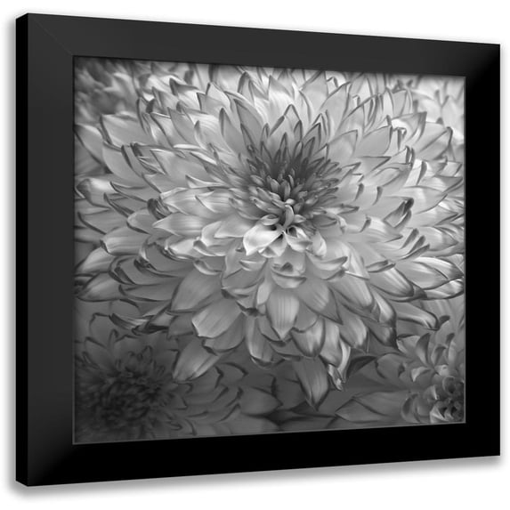 Phillip, Jamie 15x15 Black Modern Framed Museum Art Print Titled - Blue Plant 2