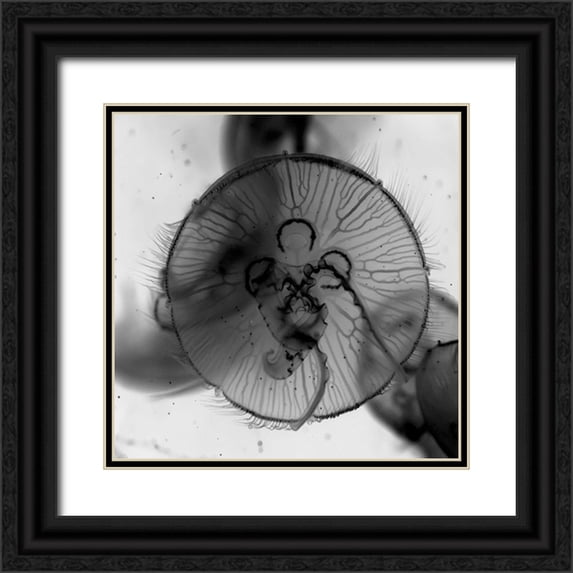 Phillip, Jamie 15x15 Black Ornate Wood Framed with Double Matting Museum Art Print Titled - Jelly Fish