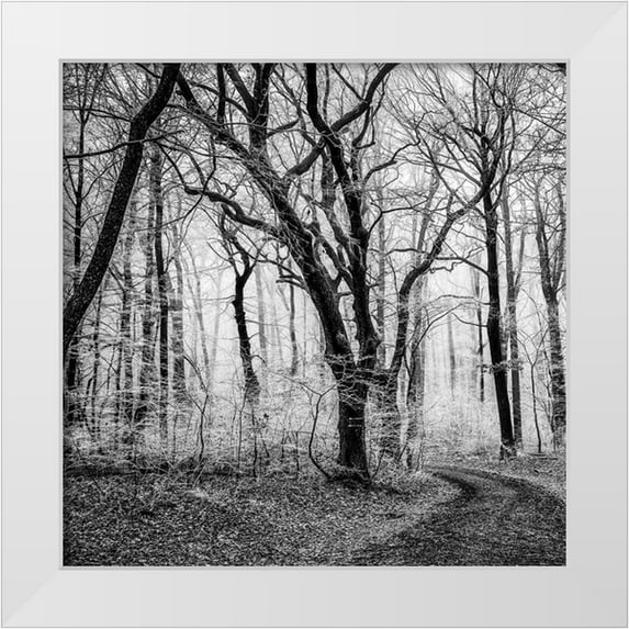 Phillip, Jamie 15x15 White Modern Wood Framed Museum Art Print Titled - Forest 1