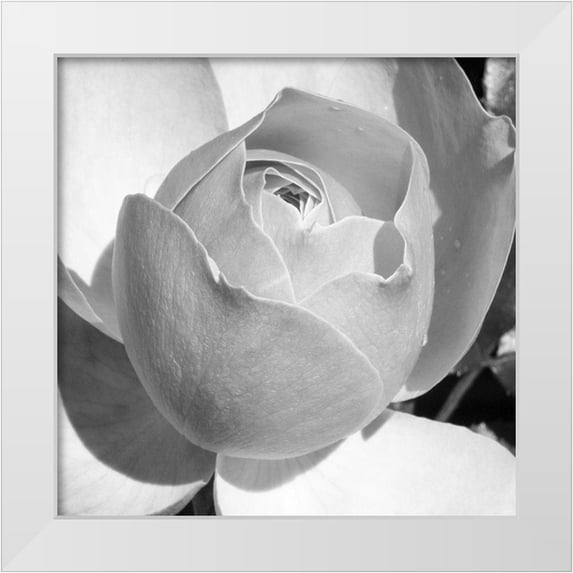 Phillip, Jamie 15x15 White Modern Wood Framed Museum Art Print Titled - Misty Morning Rose