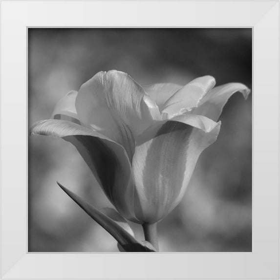 Phillip, Jamie 15x15 White Modern Wood Framed Museum Art Print Titled - Tulip BW 3