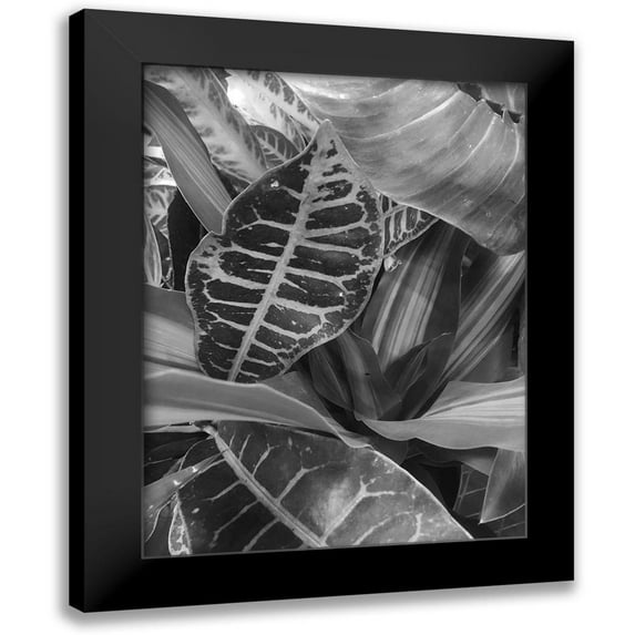 Phillip, Jamie 19x24 Black Modern Framed Museum Art Print Titled - Tropical 3