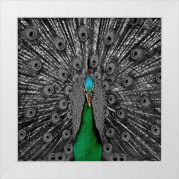 Phillip, Jamie 20x20 White Modern Wood Framed Museum Art Print Titled - Peacock Black 2