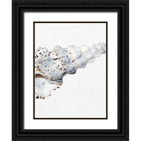 Phillip, Jamie 25x32 Black Ornate Wood Framed with Double Matting Museum Art Print Titled - Special Shell 2