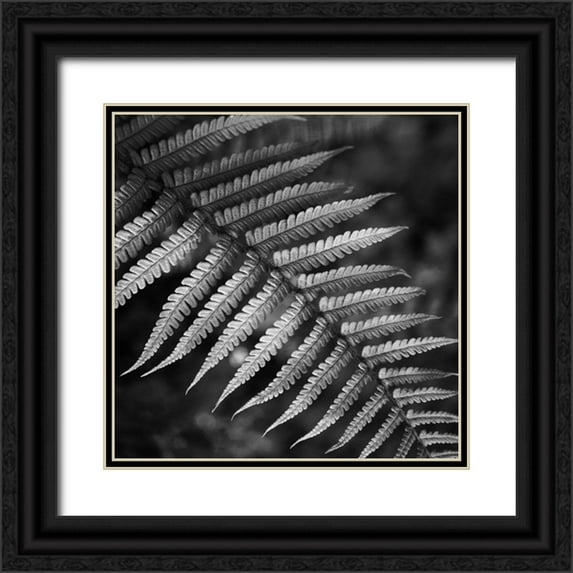 Phillip, Jamie 26x26 Black Ornate Wood Framed with Double Matting Museum Art Print Titled - Night Fall Fern