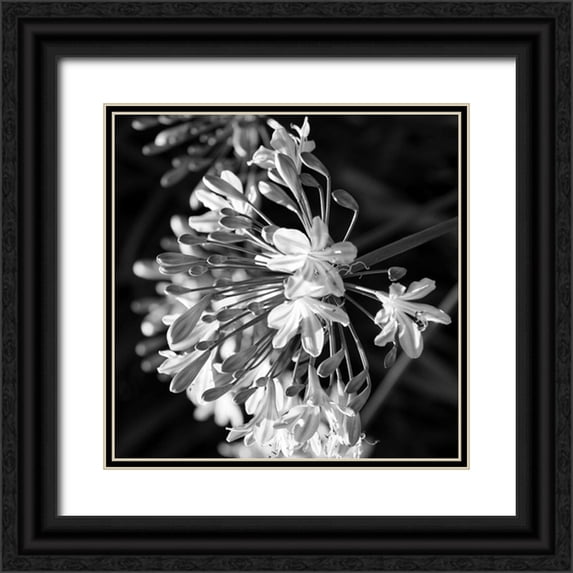 Phillip, Jamie 26x26 Black Ornate Wood Framed with Double Matting Museum Art Print Titled - Night Field