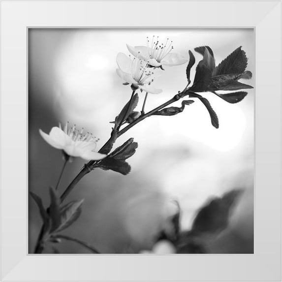 Phillip, Jamie 26x26 White Modern Wood Framed Museum Art Print Titled - Blooming Black
