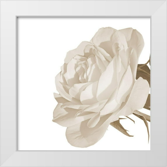 Phillip, Jamie 26x26 White Modern Wood Framed Museum Art Print Titled - White Rose 2