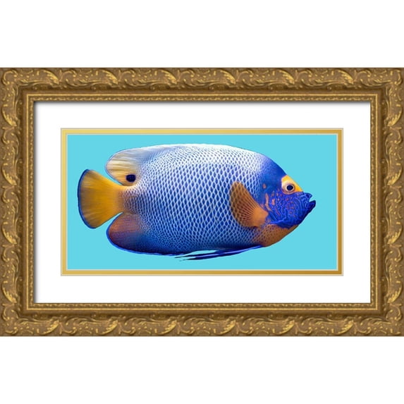 Phillip, Jamie 32x18 Gold Ornate Wood Framed with Double Matting Museum Art Print Titled - Parrot Fish