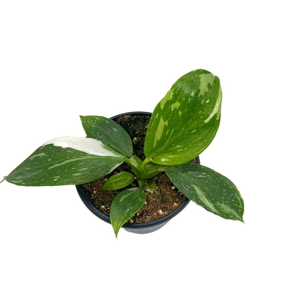 Philo White Wizard, 4 inch, Rare Variegated Philodendron erubescens