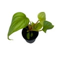 thumbnail image 1 of Philodedron Pastazanum Silver, Silver Sword Philodedron, Velvet Leaf Philo in 2 inch Pot, 1 of 8