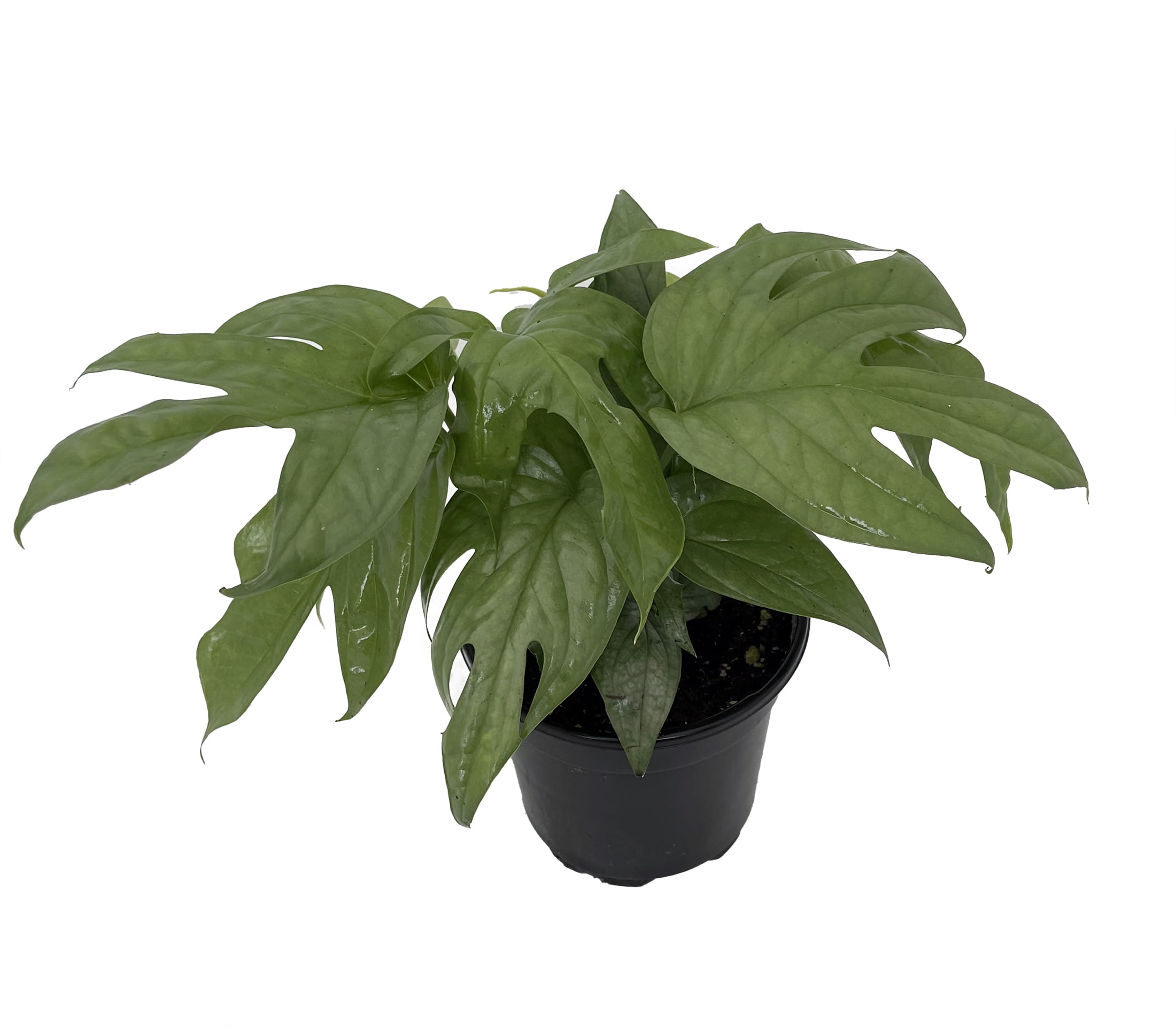 10 inch monstera deliciosa Monstera Deliciosa  Green Acres Nursery & Supply