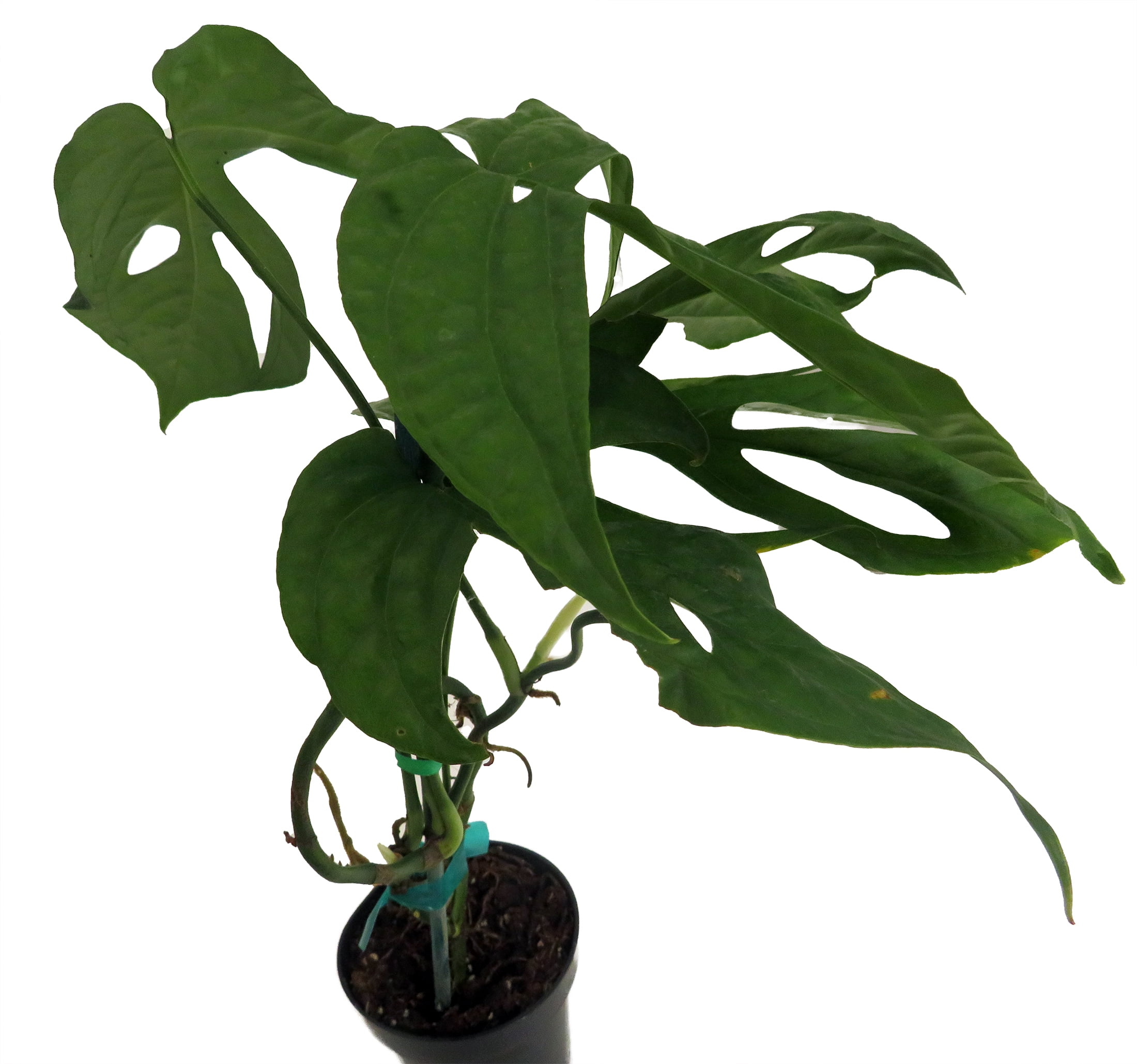 lucky bamboo pot Lucky Bamboo Plant  Glass Grown Aquatics