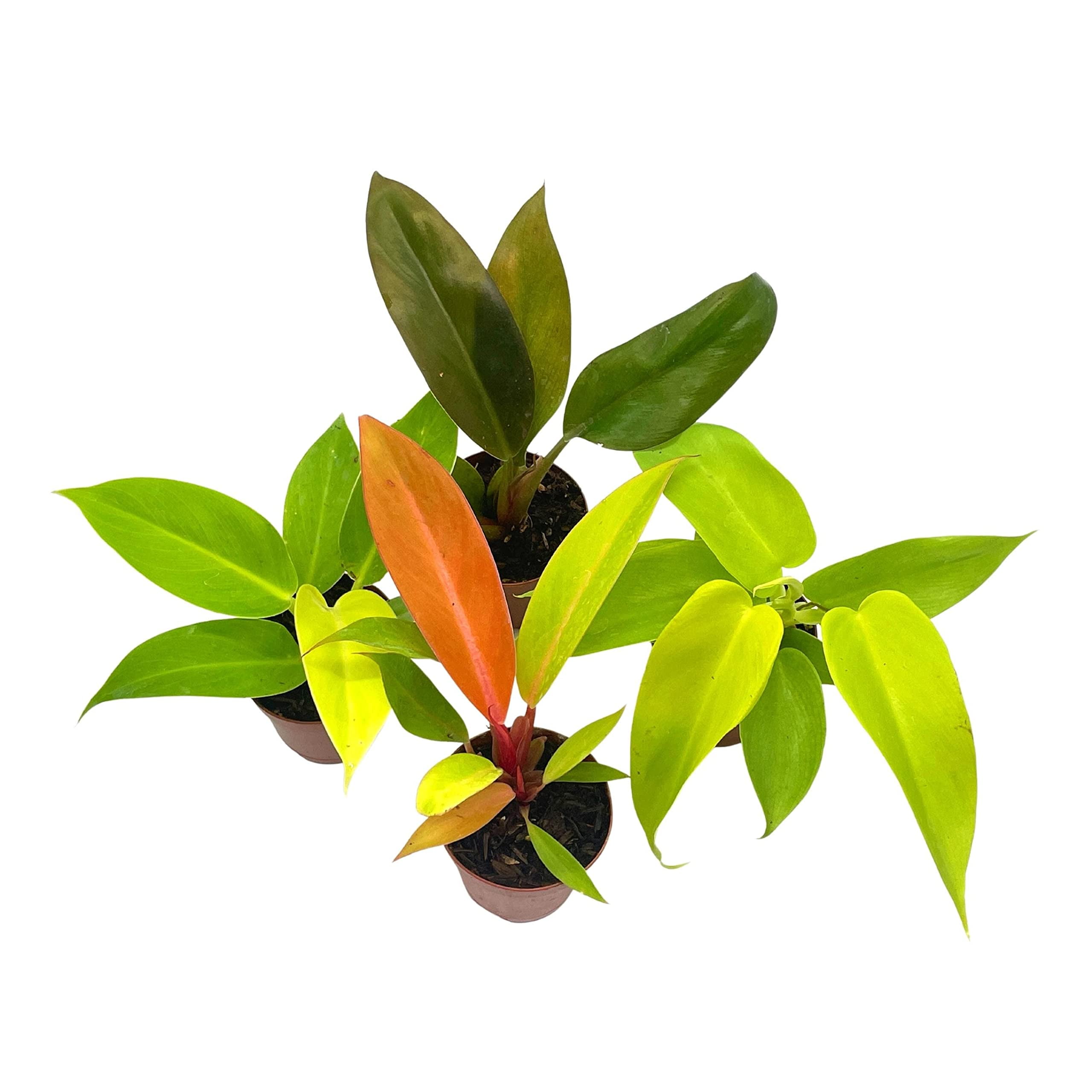 pot for zz plant ZZ Plant: Zamioculcas zamiifolia - 14 inch pot