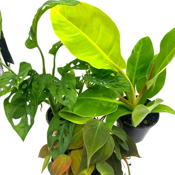 Philodendron Assortment Set, 4 inch pots, Set of 3, Large Philo, Great Indoor Houseplants, Swiss Cheese, micans, Moonlight