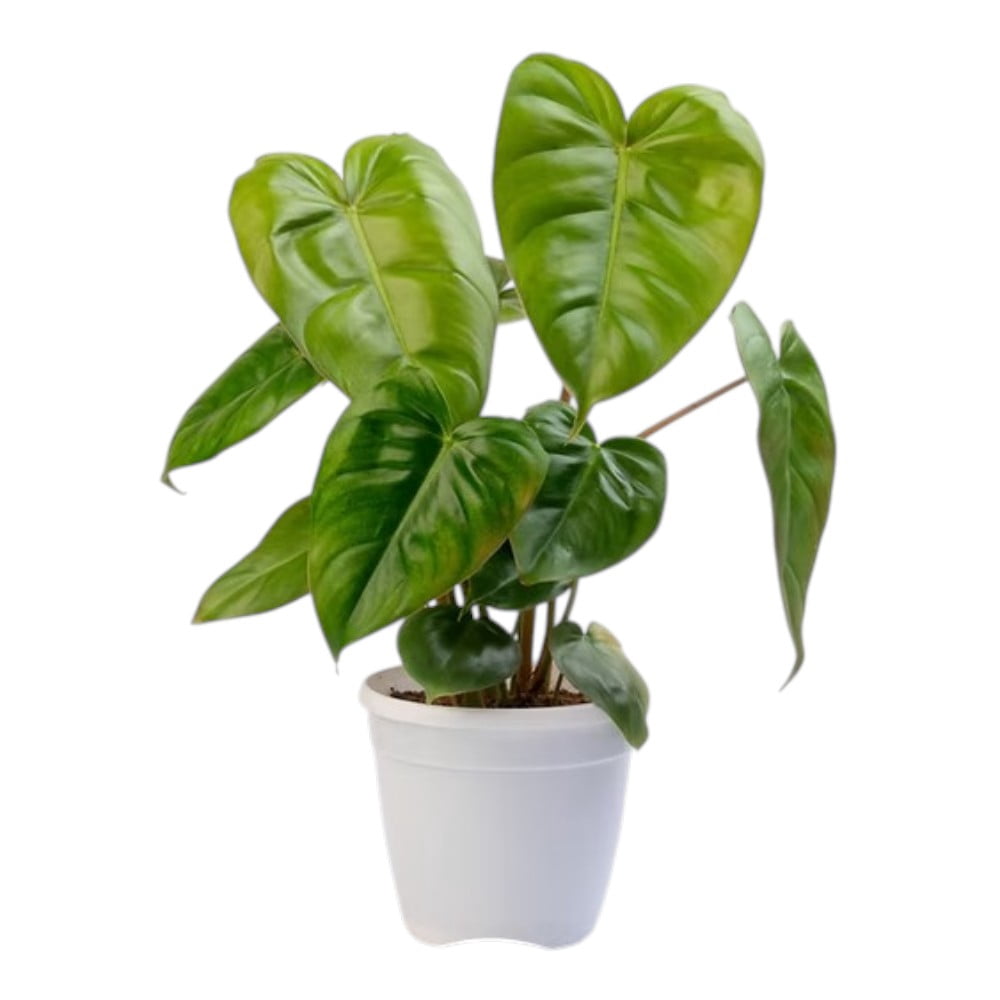 money tree buy Money Tree