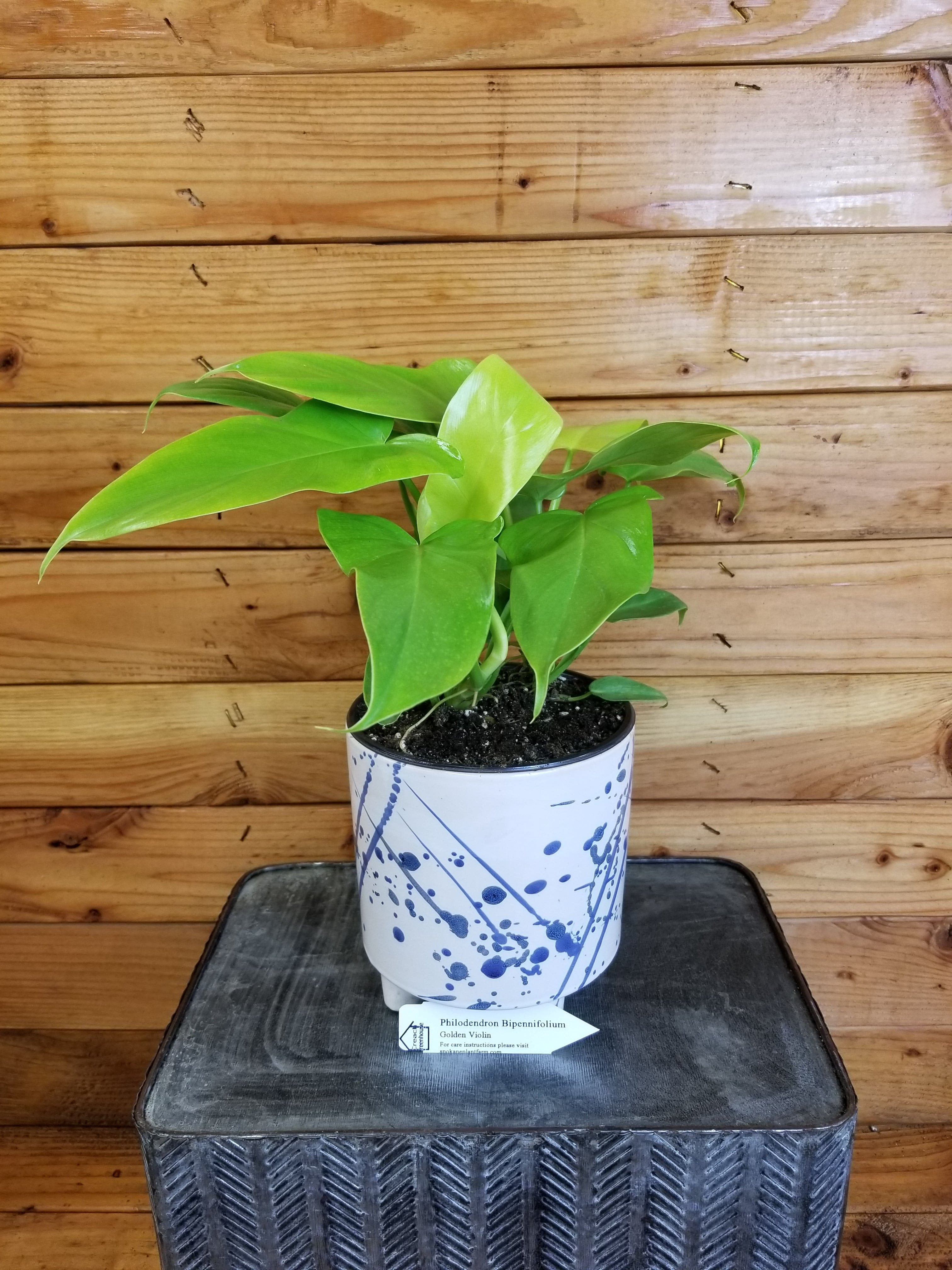 Philodendron Bipennifolium Golden Violin, 6" Plant, The Plant Farm -  Walmart.com