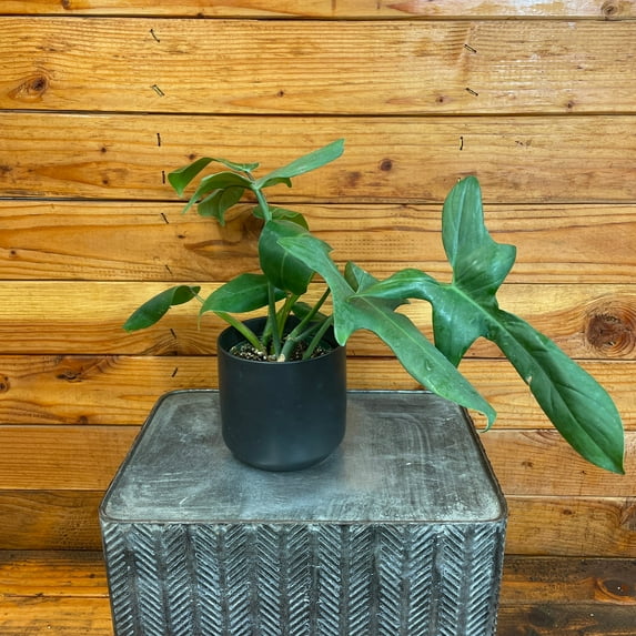 Philodendron Bipennifolium Horsehead, 4" Plant, The Plant Farm