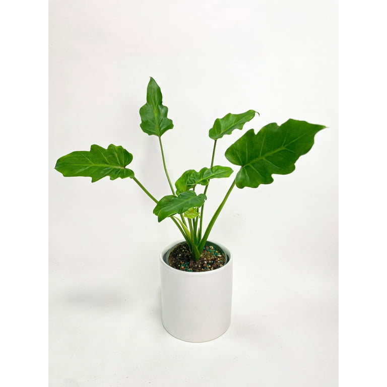 planter for indoors Bradford Planter, Extra Large Campania International Onyx Black Lite main image 1