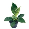 thumbnail image 1 of Philodendron Birkin, 4 inch, White Wave, Mermaid's Tail, 1 of 9