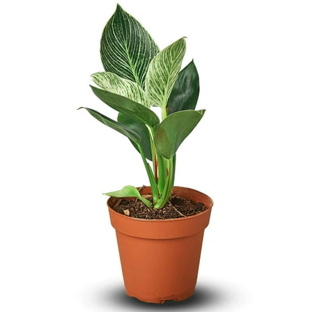Philodendron Birkin Live Plant for Indoor | Different Houseplants in 4'' & 6'' Pot | Real House Plant for Living Room, Office, Desk & Bathroom | Birkin