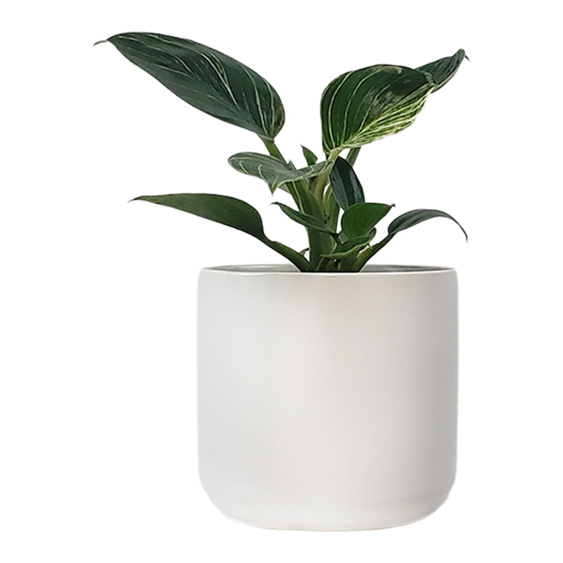 Philodendron 'Birkin' Philodendron birkin