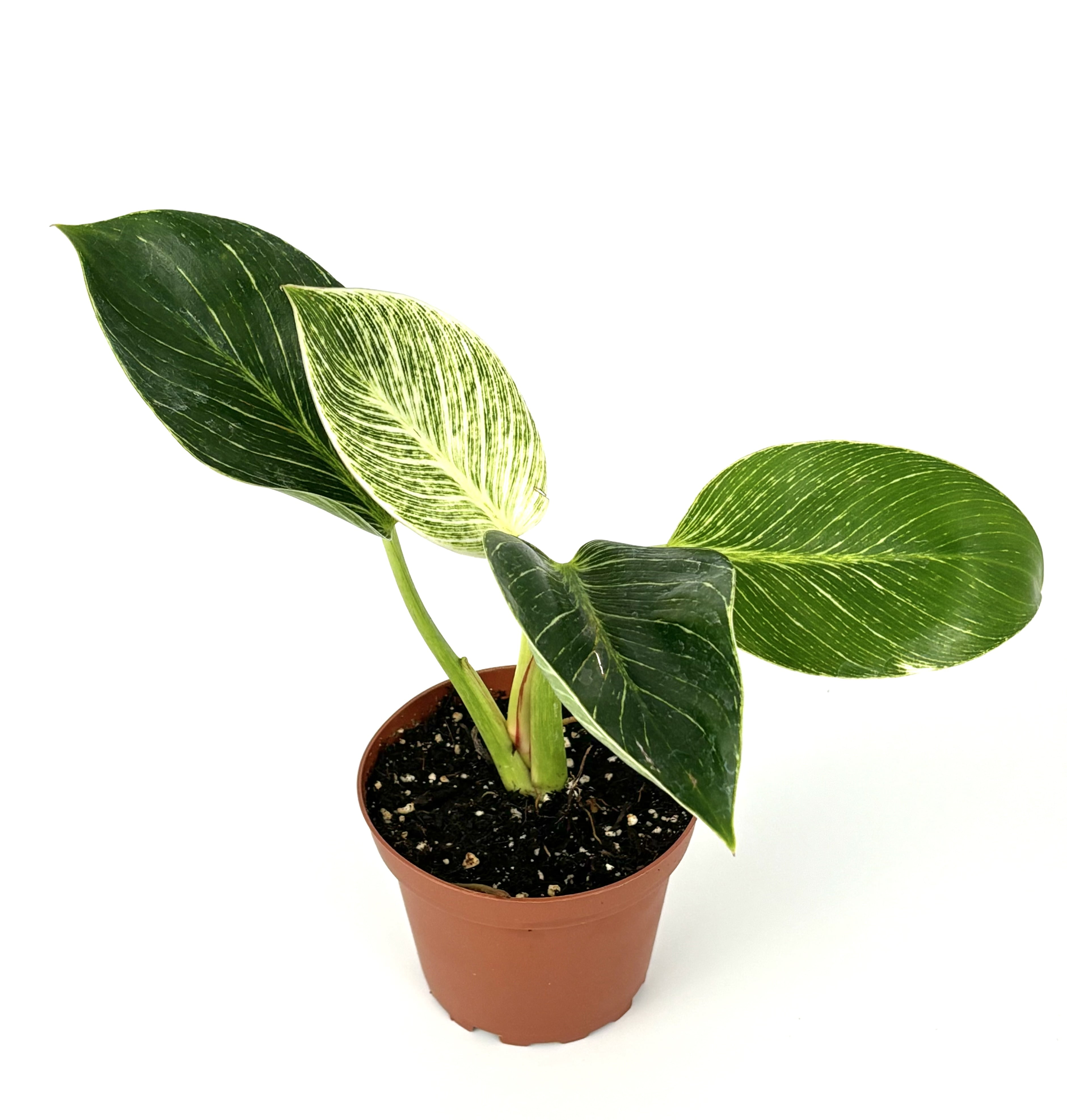 black zz raven plant for sale Rare Black Raven ZZ Plant - Zamioculcas zamiifolia - 6" Pot