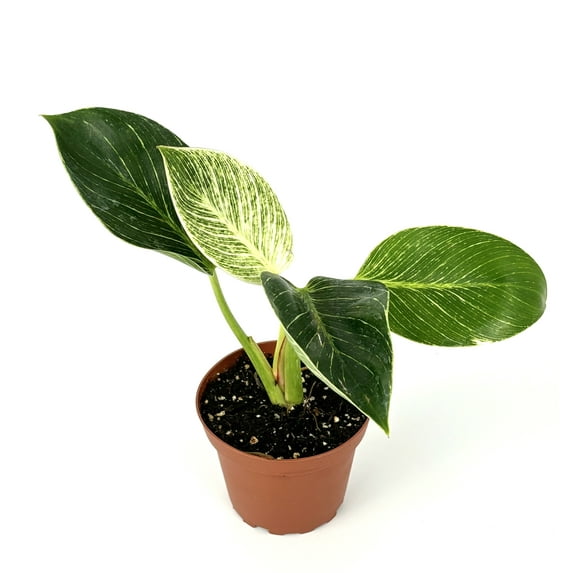 Philodendron Birkin Variegated Air Purifying Houseplant, 4" Pot.