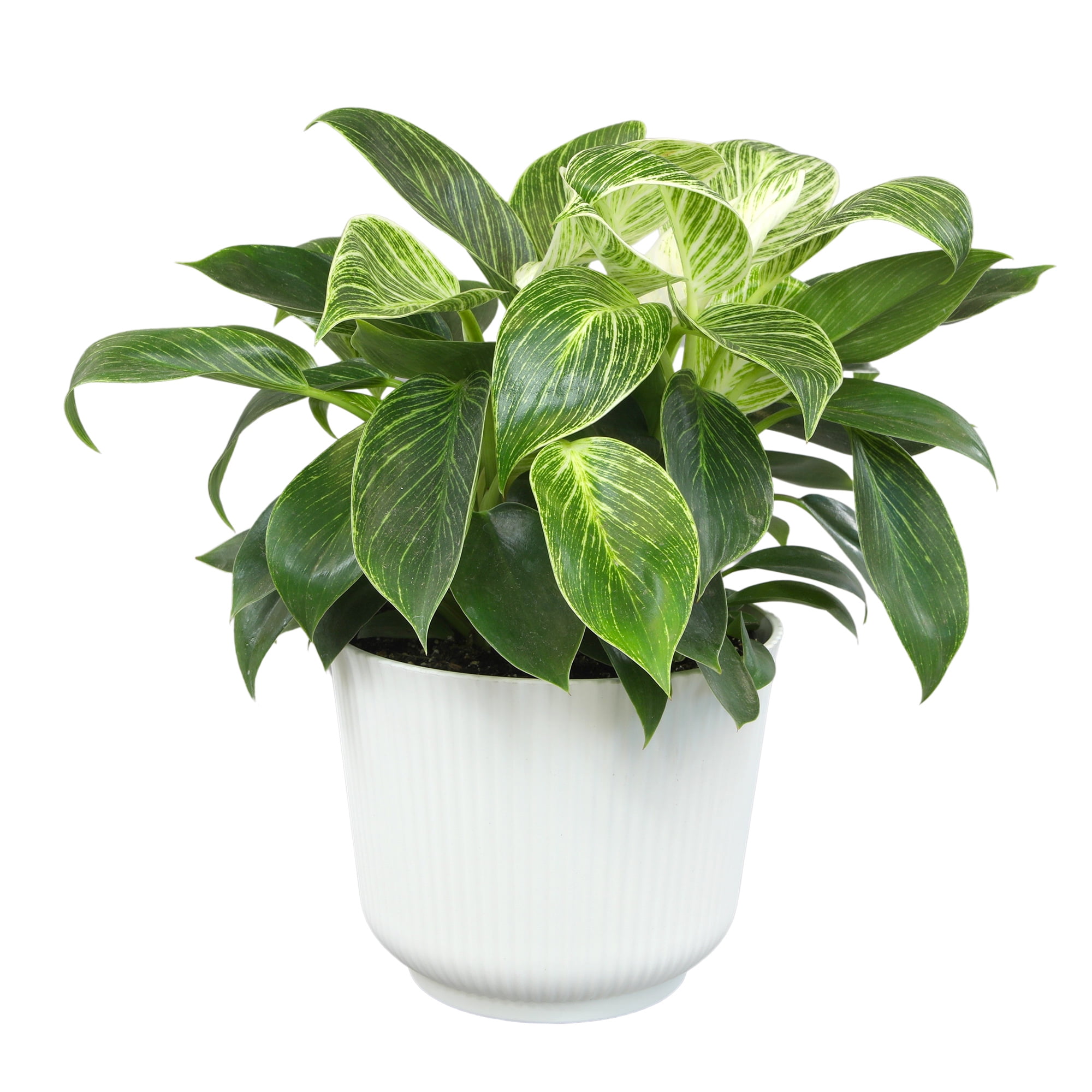 sansevieria sayuri Sayuri Snake Plant – Plant Detectives main image 0