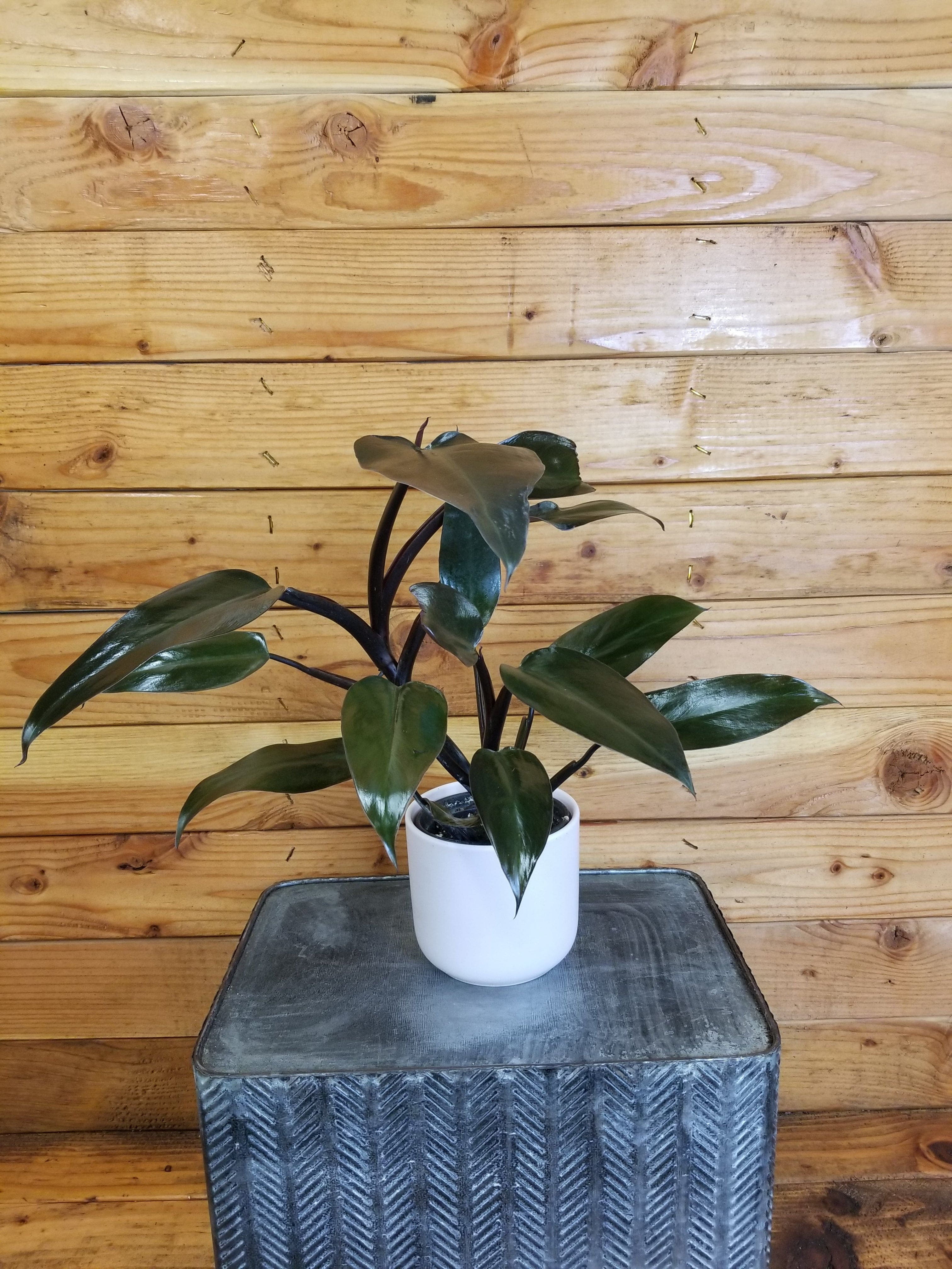 The Plant Farm Philodendron Bloody Mary, 4" Live Houseplant, Low Light  Tolerant - Walmart.com