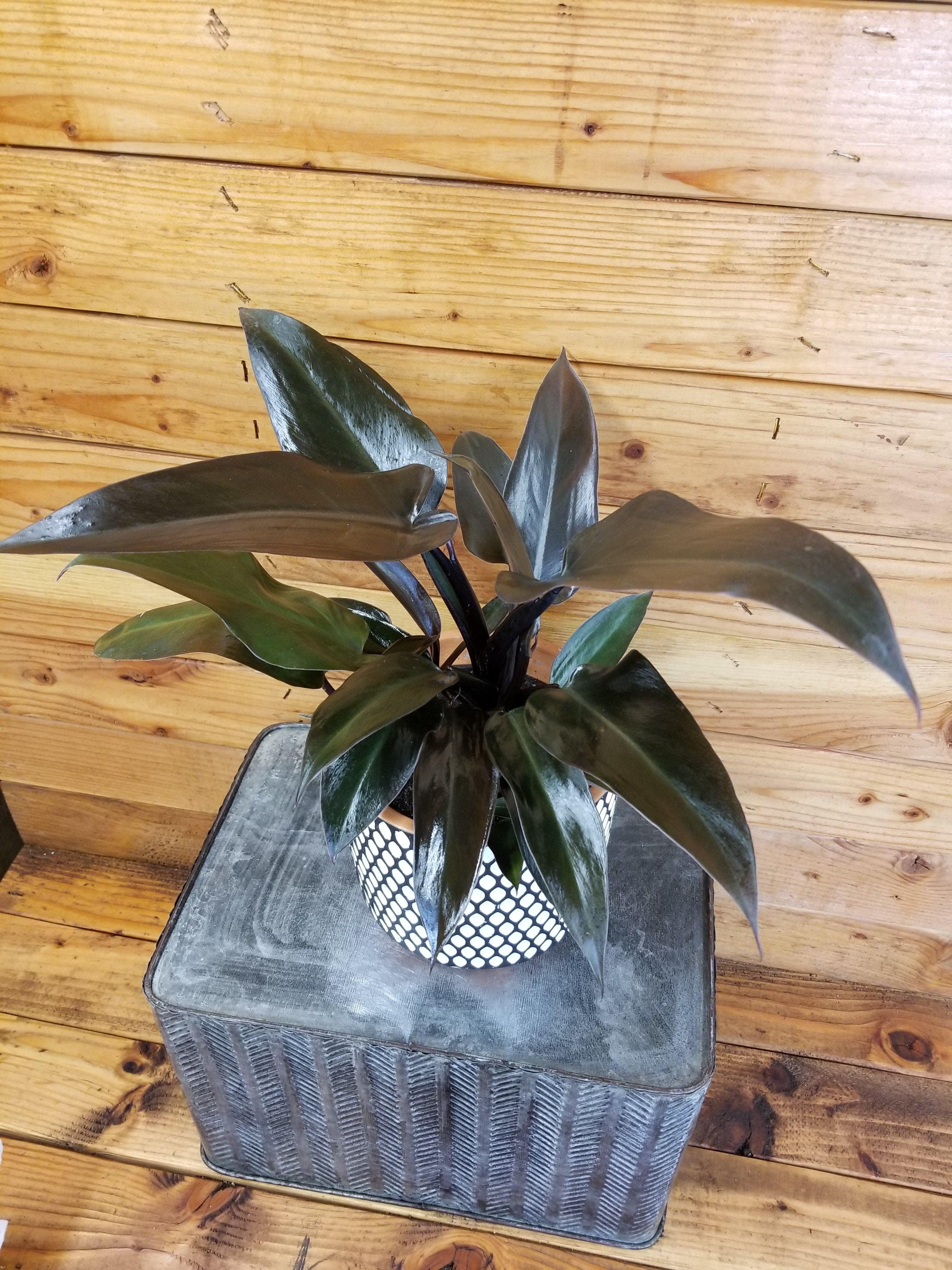 artificial philodendron vine plant 71 Inches Artificial Green Plants Philodendron Vine Fake Plant Vine – Rose  Morning