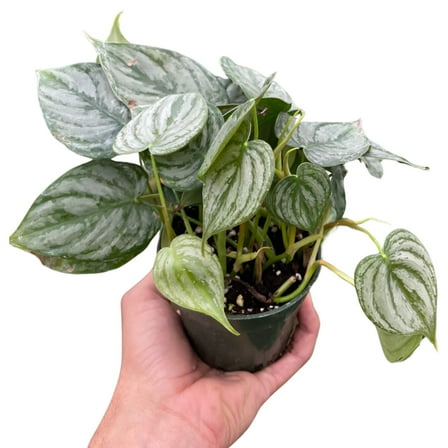 Philodendron 'Brandi', 4" Pot, Indoor Houseplant, Easy Care, Live Plant for Indoor & Outdoor