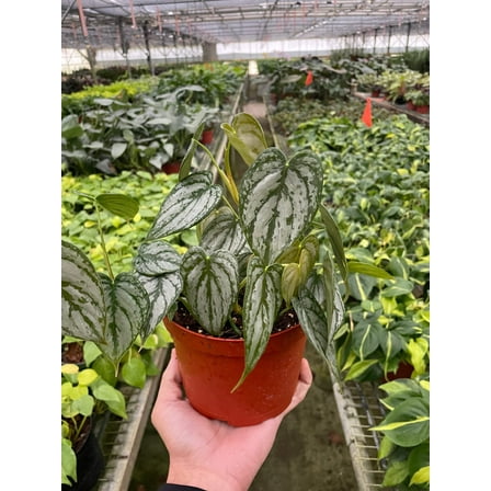 Philodendron 'Brandi', 6" Pot, Indoor Houseplant, Easy Care, Live Plant for Indoor & Outdoor
