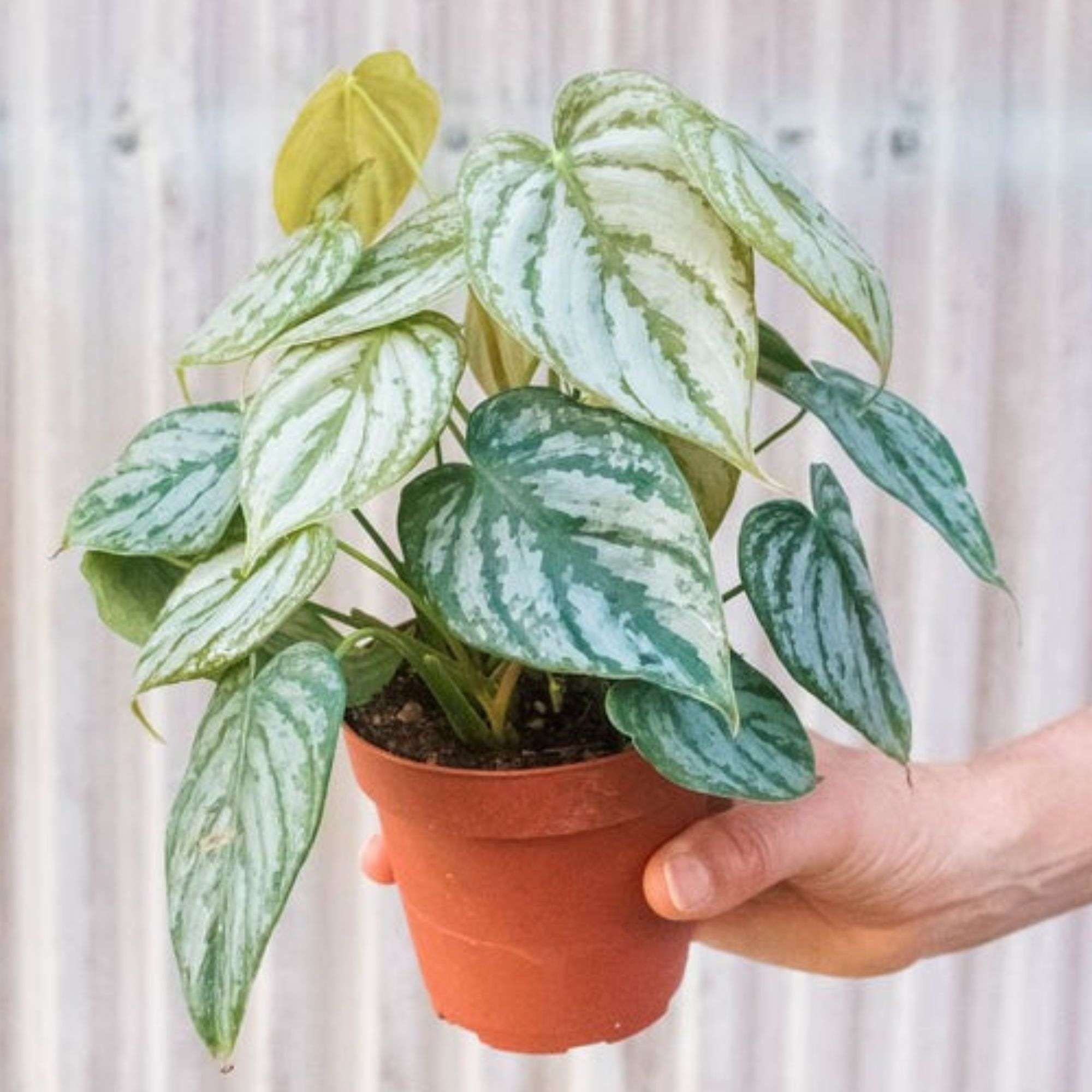 Philodendron Brandi Live Plant for Indoor | Different Houseplants in 4'' & 6'' Pot | Real House Plant for Living Room, Office, Desk & Bathroom | Silver Leaf | brandtianum