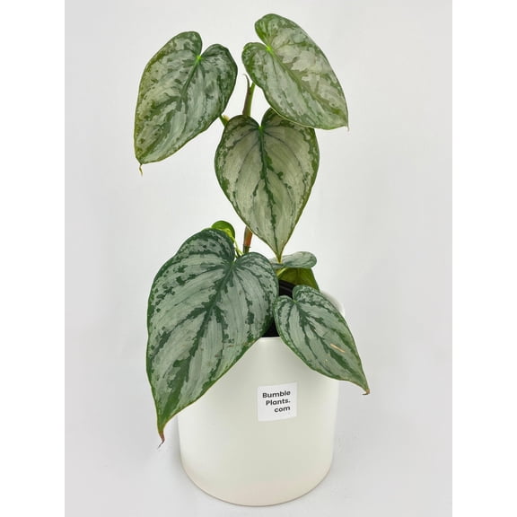 Bumble Plants Philodendron Brandtianum Silver Leaf - Full Live Colorful Houseplant in Nursery Pot, Easy Care, Indoor Plant for Beginners