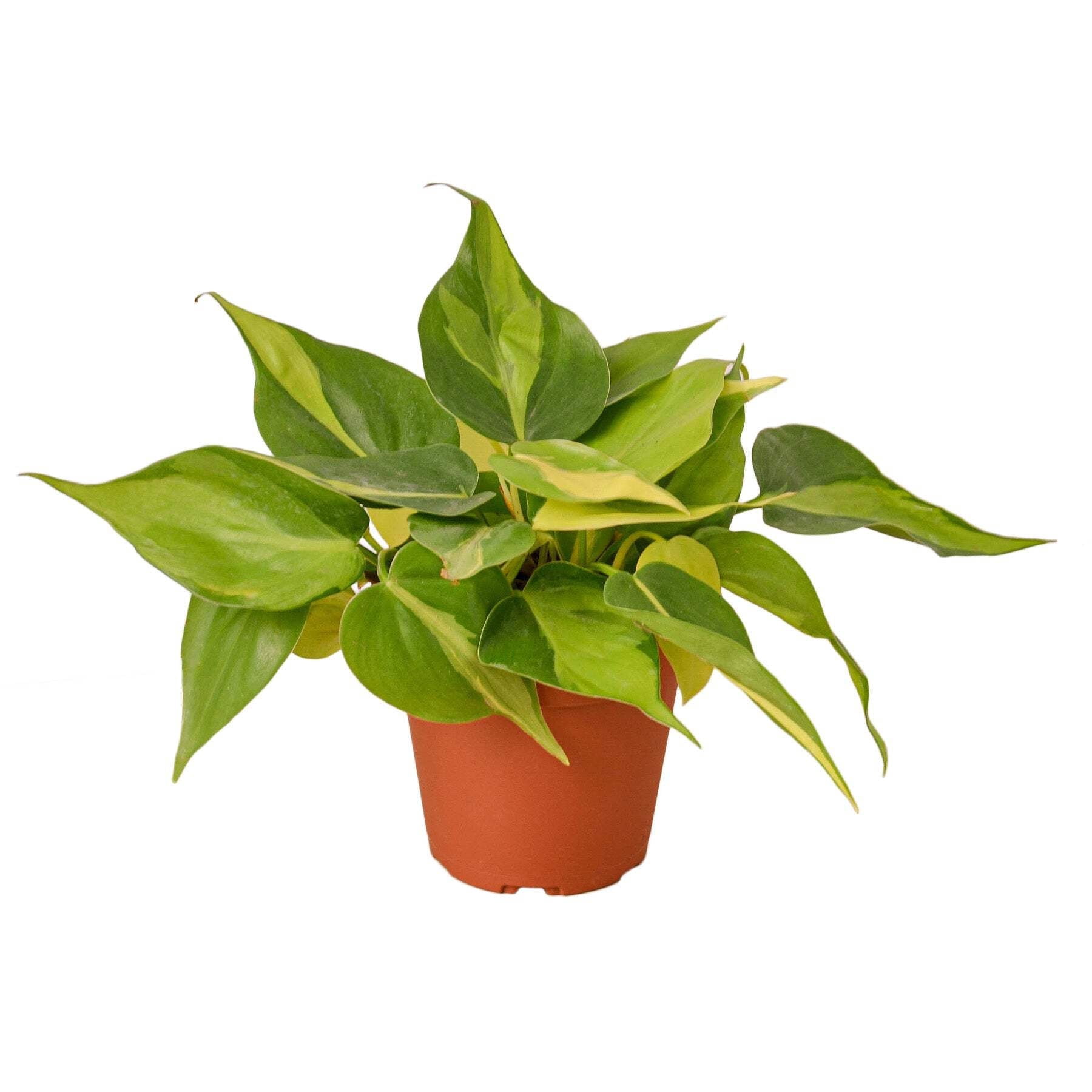 Philodendron 'Brasil', 4" Pot, Indoor Houseplant, Easy Care, Live Plant for Indoor & Outdoor