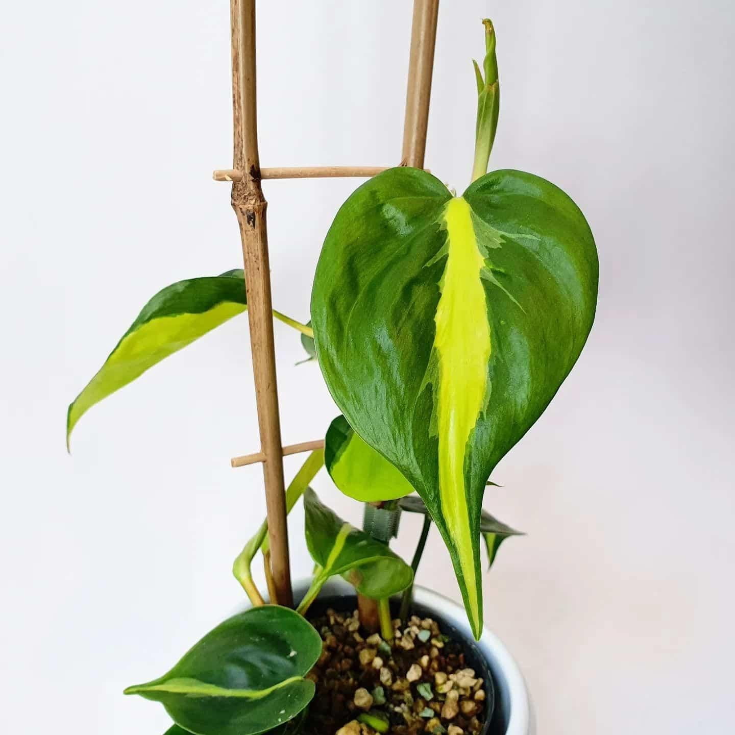 Philodendron Brasil-Variegated Heartleaf-Air Purifying Plant  6" Pot